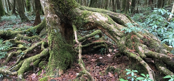 Aokigahara – A Floresta dos Suicidas